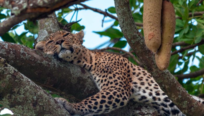 Wild leopard resting on a tree.